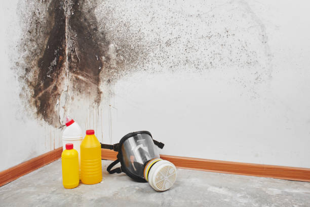 Best Commercial Mold Removal  in Toledo, IA