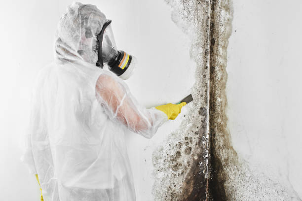 Best Mold Remediation  in Toledo, IA