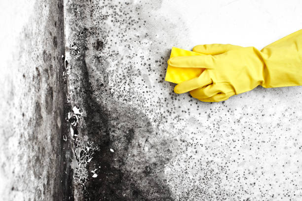 Best Mold Testing  in Toledo, IA