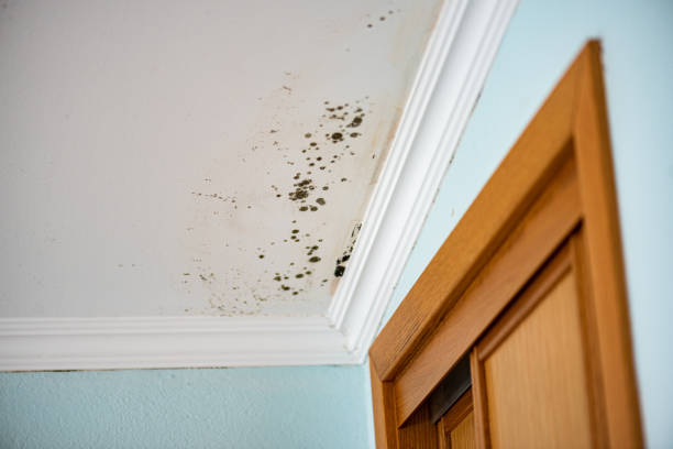 Best Residential Mold Removal  in Toledo, IA