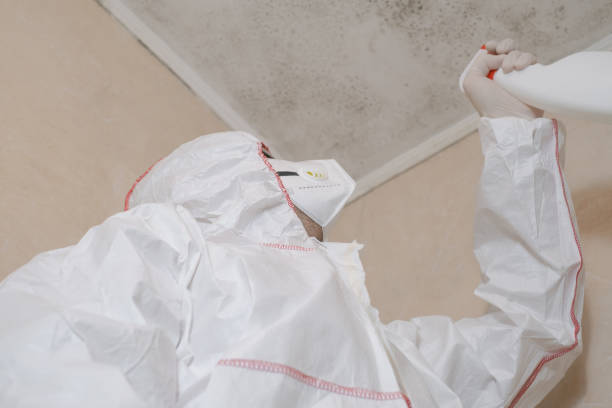 Best Best Mold Removal Companies  in Toledo, IA