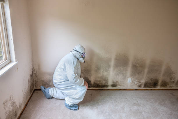 Best Mold Damage Repair  in Toledo, IA