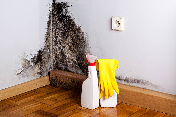 Best Mold Cleaning Services  in Toledo, IA